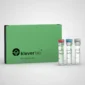 Blitz Hot-Start DNA Polymerase